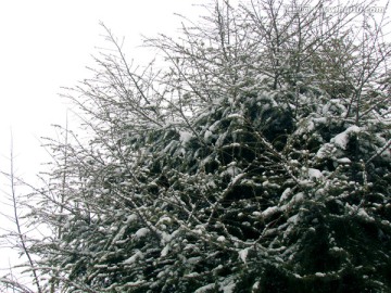 校园雪景