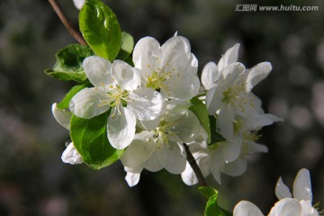 苹果花