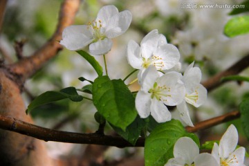 苹果花