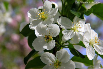 苹果花