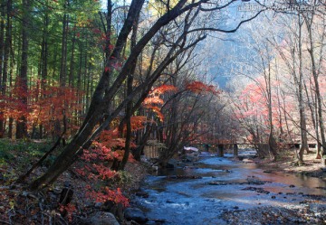 红叶 秋景 枫树 山脉 溪水