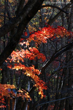 红叶 枫叶 秋景 枫叶之乡