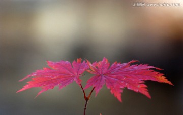 红叶 枫叶 秋景 枫叶之乡