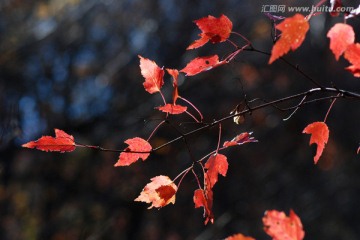 红叶 枫叶 秋景 枫叶之乡