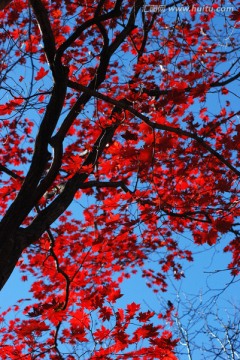 红叶 枫叶 秋景 枫叶之乡