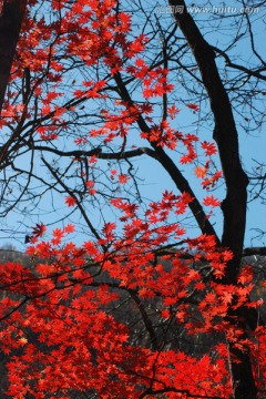 红叶 枫叶 秋景 枫叶之乡