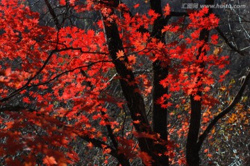 红叶 枫叶 秋景 枫叶之乡