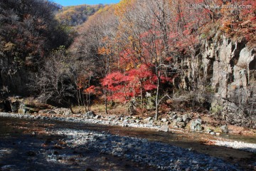 红叶 秋景 枫叶山脉 溪水