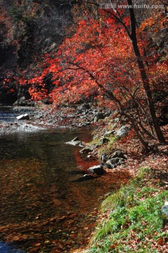 红叶 秋景 枫树 山脉 溪水