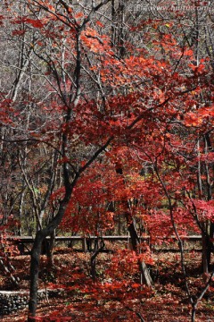 红叶 枫叶 秋景 枫叶之乡