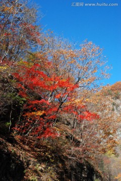 红叶 枫叶 秋景 枫叶之乡