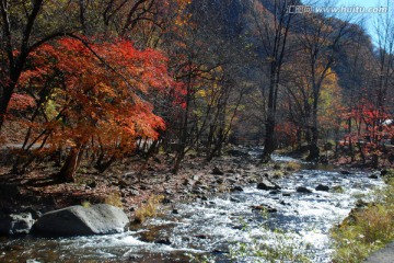 红叶 秋景 枫叶山脉 溪水