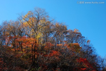 红叶 枫叶 秋景 枫叶之乡