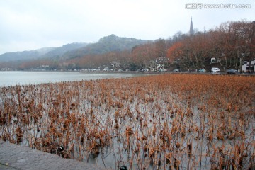 杭州 西湖 保俶塔 雪