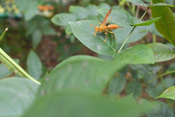 大黄蜂