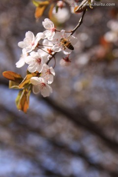 蜜蜂和梨花