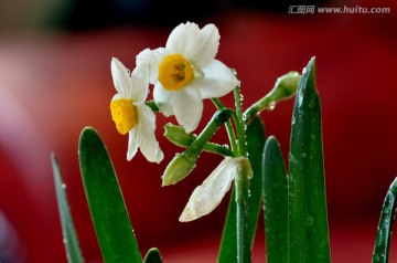 水仙花