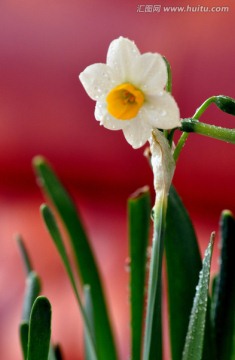 水仙花