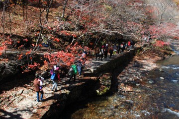 红叶 秋景 枫叶 枫叶之乡