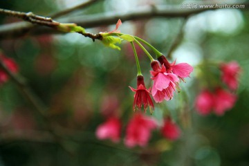 春花烂漫