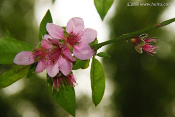 春花烂漫