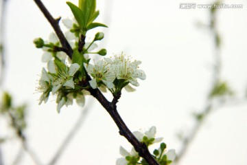 春花烂漫