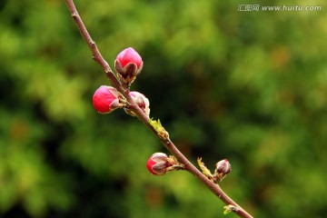 春花烂漫