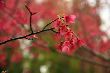 春花烂漫