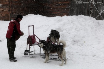 狗拉爬犁