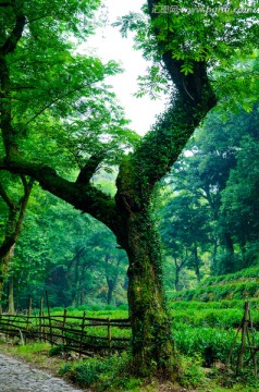 杭州九溪风景