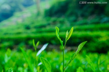 杭州龙井茶图片