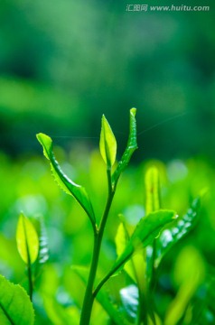 杭州龙井茶