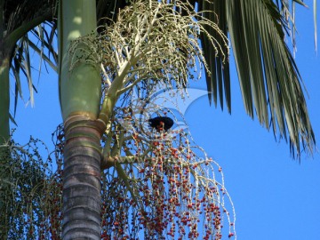 假槟榔 树枝上的小鸟