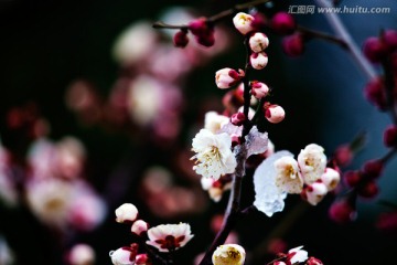 梅花 雪梅 春梅