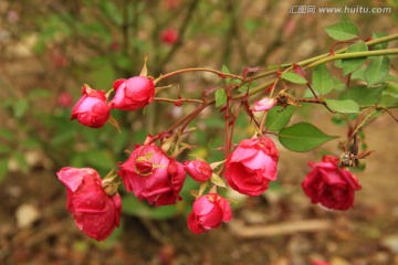 春花烂漫