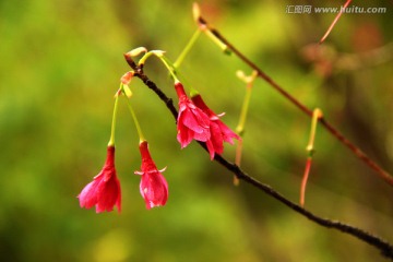 春花烂漫