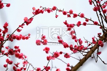 红梅花枝
