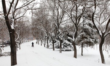 雪后树林风景