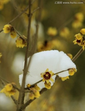 雪中盛开的腊梅花