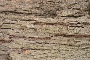 木纹纹理 纹理 树皮 木纹 树