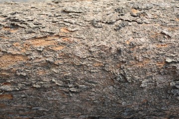 木纹纹理 纹理 树皮 木纹
