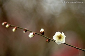 一枝白梅花开一朵