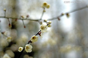 白色梅花特写