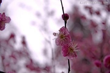 红梅两朵并开