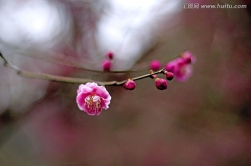 一枝梅花花蕊微距特写