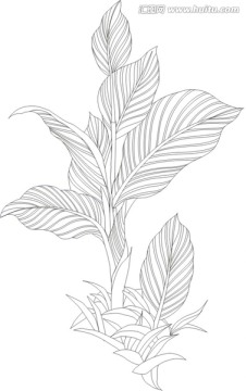 矢量裝飾風格線描美人蕉CDR