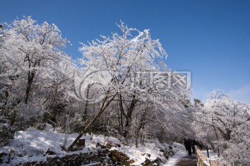 黄山雪淞