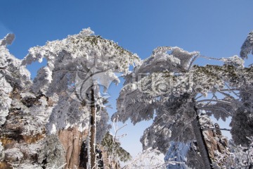 黄山雪淞