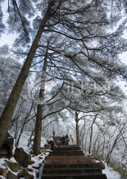 黄山松