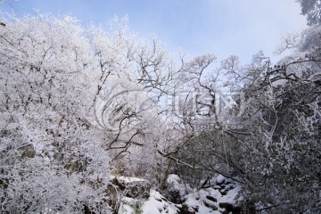 黄山雪淞